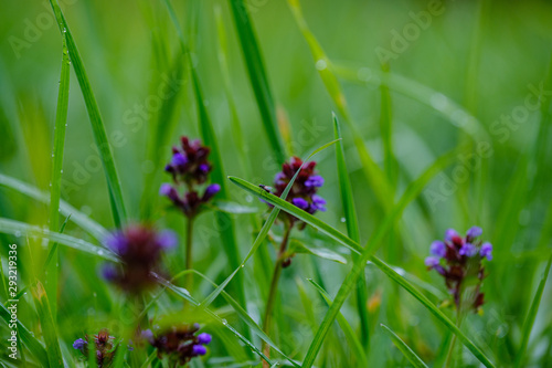 green grass with dew drops and blur background