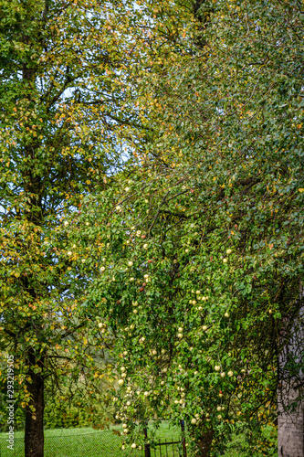 green apples in autumn garden