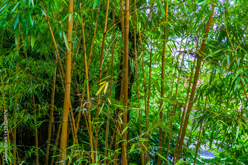 bamboo forest, bamboo trunks in closeup, Asian nature background © Charlotte B