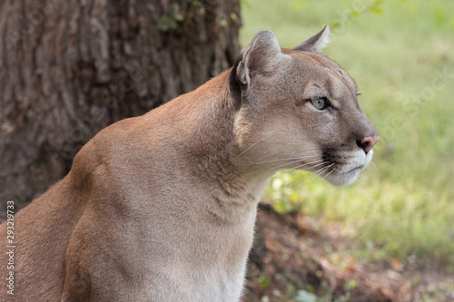 Portrait of Beautiful Puma. Cougar, mountain lion, puma, panther