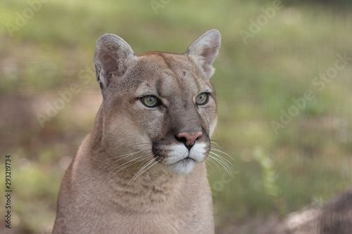 Portrait of Beautiful Puma. Cougar, mountain lion, puma, panther
