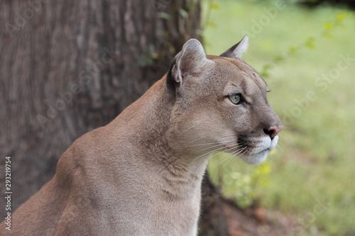 Portrait of Beautiful Puma. Cougar  mountain lion  puma  panther