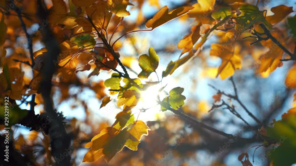 Autumn Leaves swinging on a tree in autumn Park. Sun flare. Autumn colorful park. Autumn Leaves swinging on a tree in autumn Park. Sun flare. Autumn colorful park.