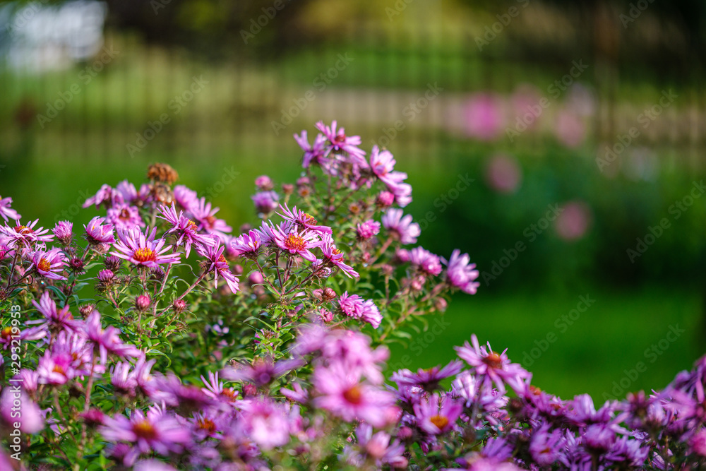 Obraz premium purple violet autumn flowers with green blur background