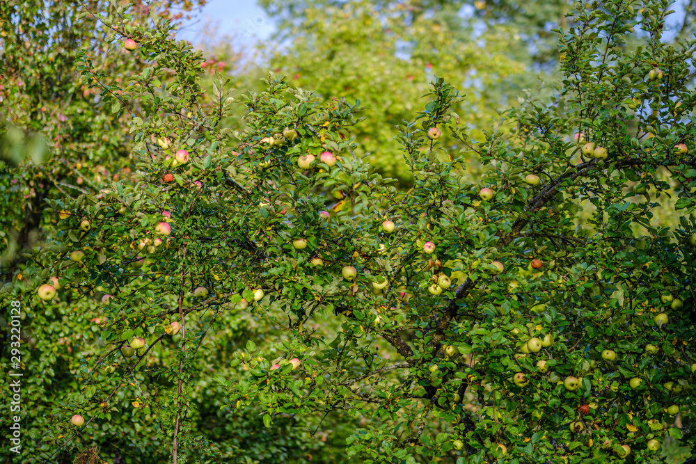 green apples in autumn garden green apples in autumn garden