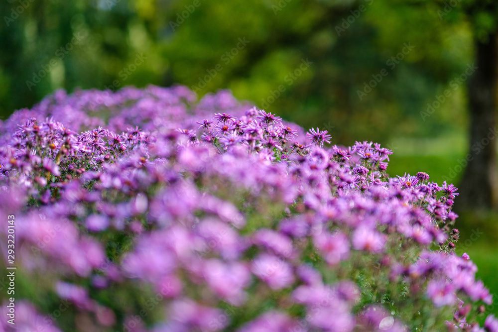 Obraz premium purple violet autumn flowers with green blur background