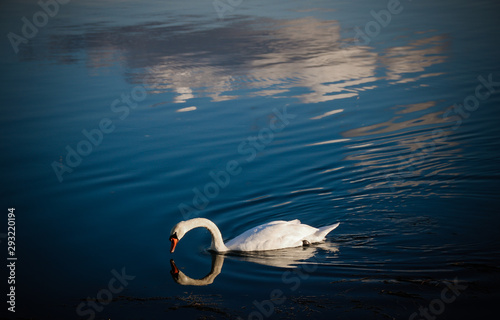 Fototapeta Naklejka Na Ścianę i Meble -  cygne 