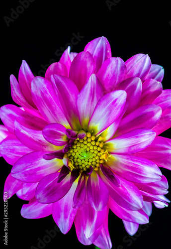 Purple Dahlia on Black Background