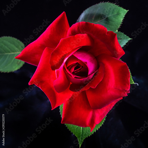 Fototapeta Naklejka Na Ścianę i Meble -  Red Rose on Black Background