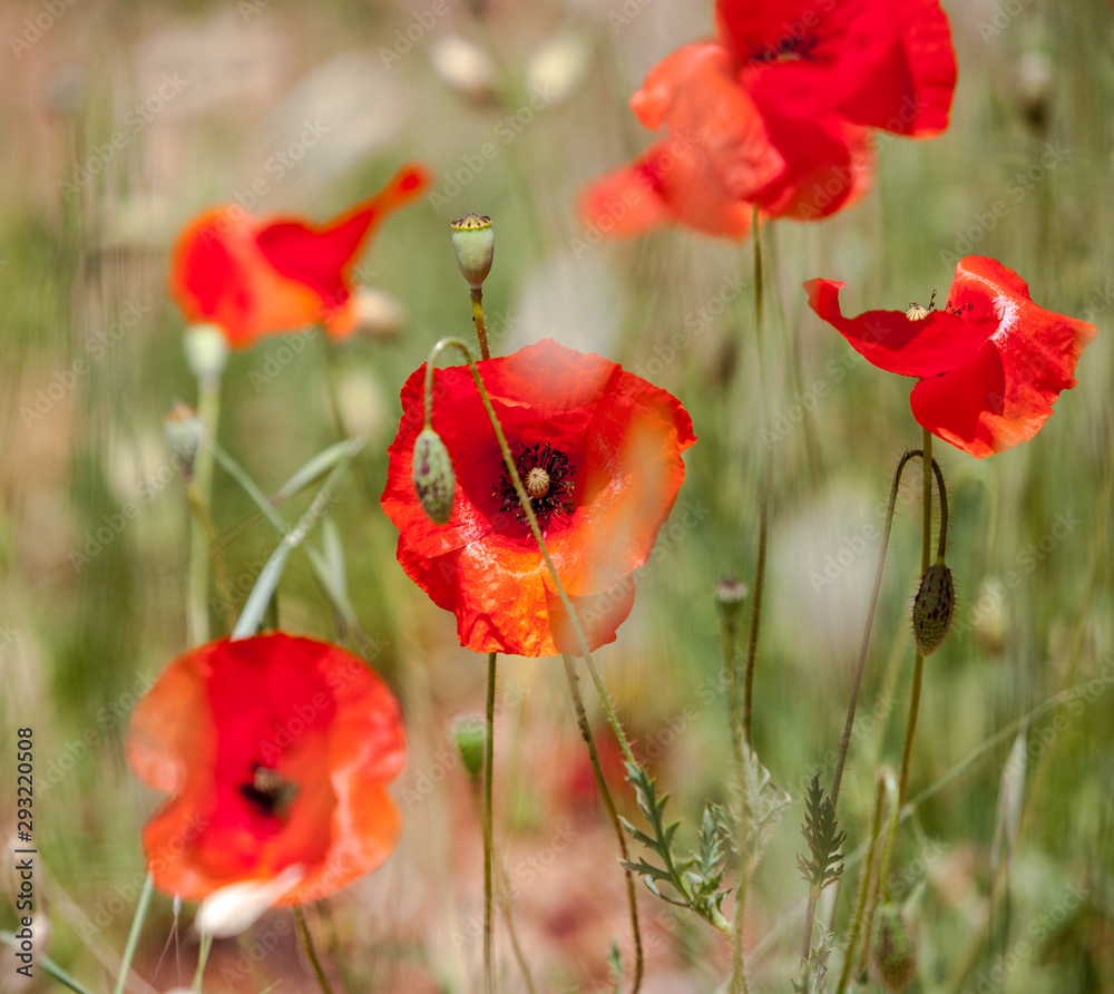 Obraz premium Wild red poppies close-up