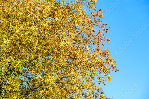 autumn colored tree leaves on blue sky