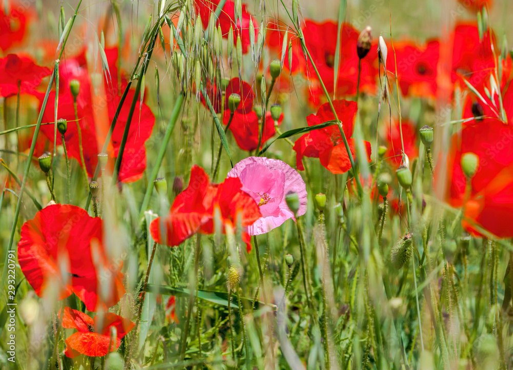 Obraz premium Wild red poppies