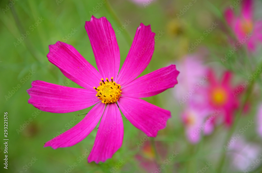 pink flower in the garden - obrazy, fototapety, plakaty 