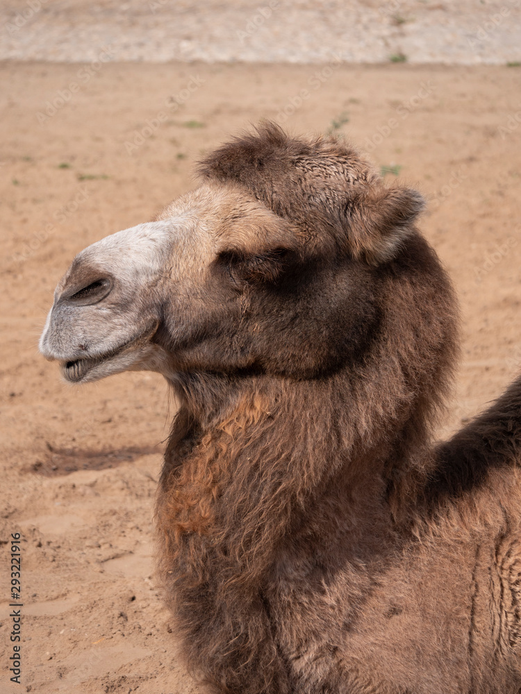Portrait of a graceful two-humped camel resting in the shade
