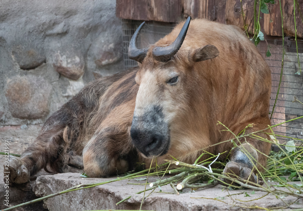 Fototapeta premium Taro Buffalo eat fresh green tree branches