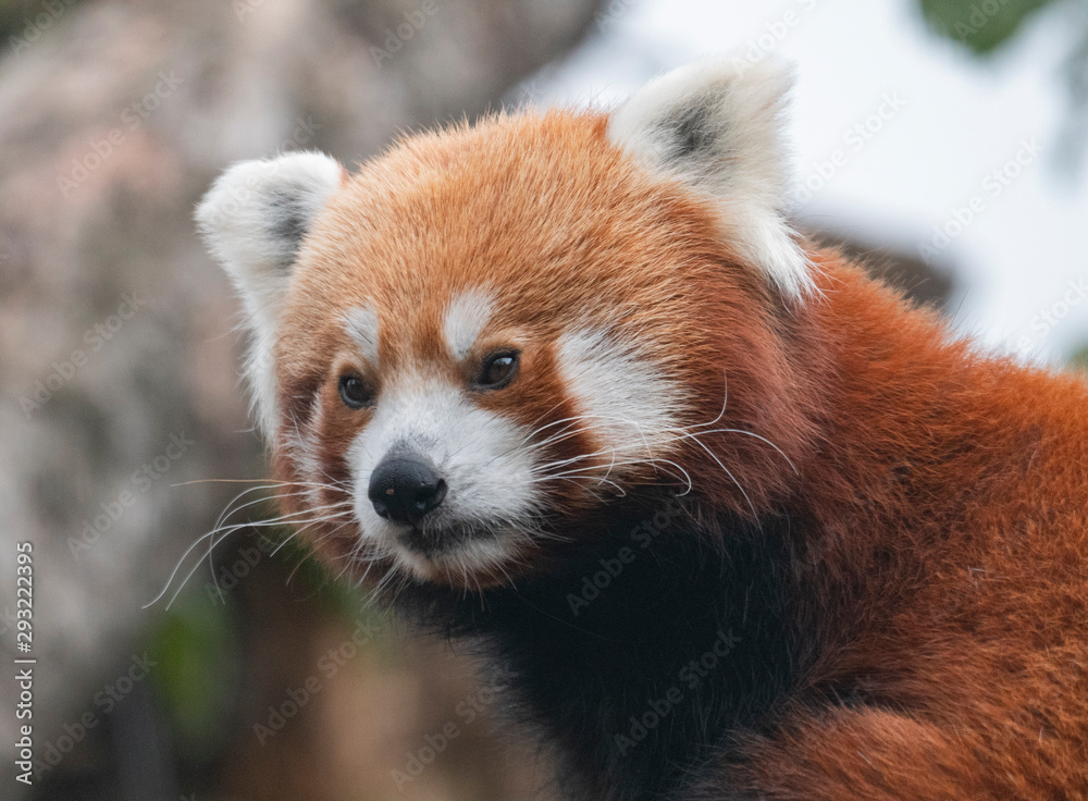 Red Panda, Firefox or Lesser Panda Ailurus fulgens on the tree Red Panda, Firefox or Lesser Panda Ailurus fulgens on the tree