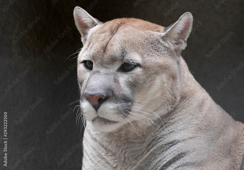 Obraz premium Jaguar before the attack on the victim prepares to jump