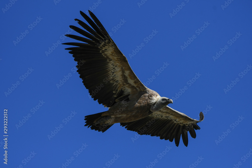 Obraz premium Griffon Vulture in flight