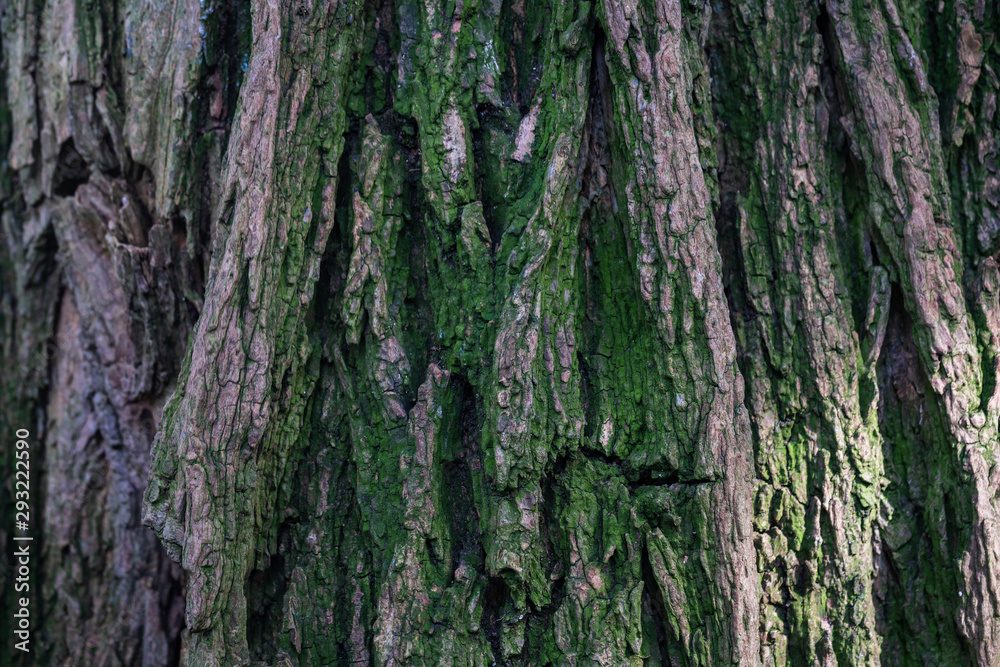bark of a very old tree, texture, close up bark of a very old tree, texture, close up
