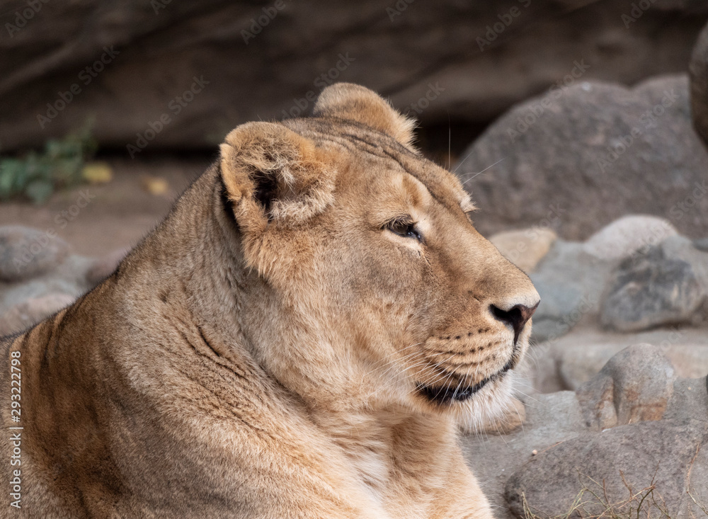 Naklejka premium Portrait lioness basking in the warm sun after dinner