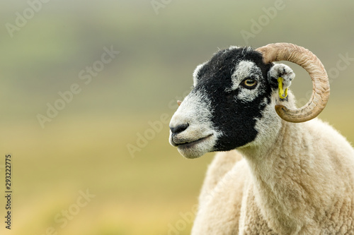 Swaledale Ewe, female sheep, in Summer with shorn fleece.  Facing left.  Close up.  Horizontal.  Space for copy. photo