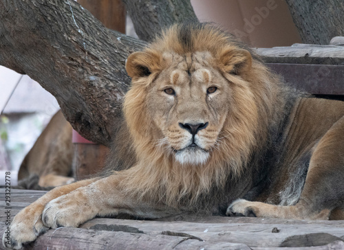 Portrait lion basking in the warm sun after dinner