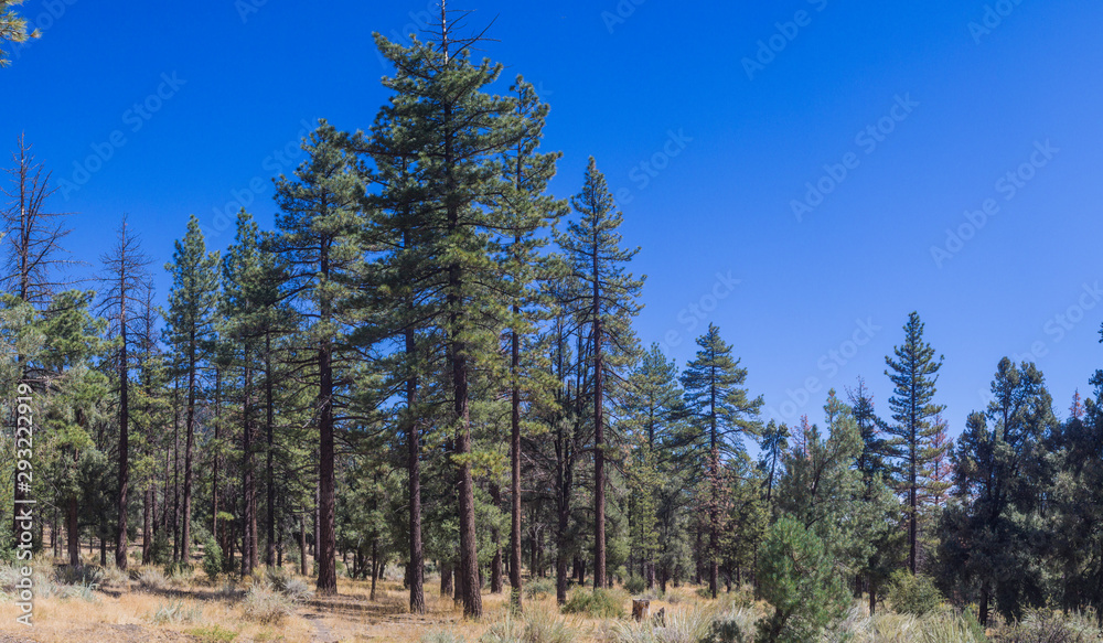 Cluster of Pine Trees in the Los Padres National Forest Cluster of Pine Trees in the Los Padres National Forest