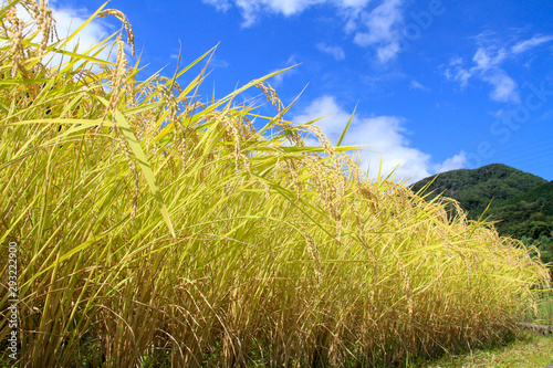金色の稲穂