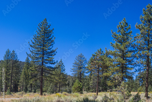 Green Pine Trees in California Mountains.