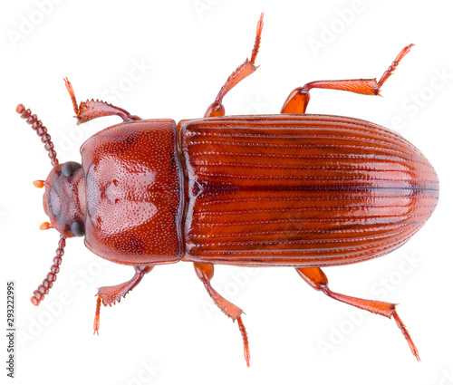 Uloma culinaris is a darkling beetle in the family Tenebrionidae. Isolated darkling beetle on white background. photo