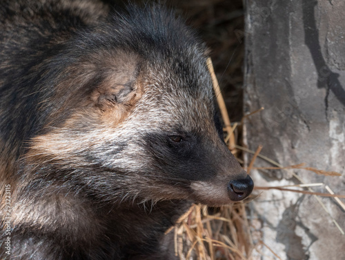 Raccoon dog resting in the shade of a tree © Arrows
