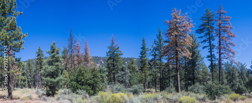 Fototapeta Naklejka Na Ścianę i Meble -  Panorama of High Altitude Pine Trees