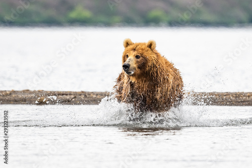 Rządząc krajobrazem, niedźwiedzie brunatne Kamczatki (Ursus arctos beringianus)