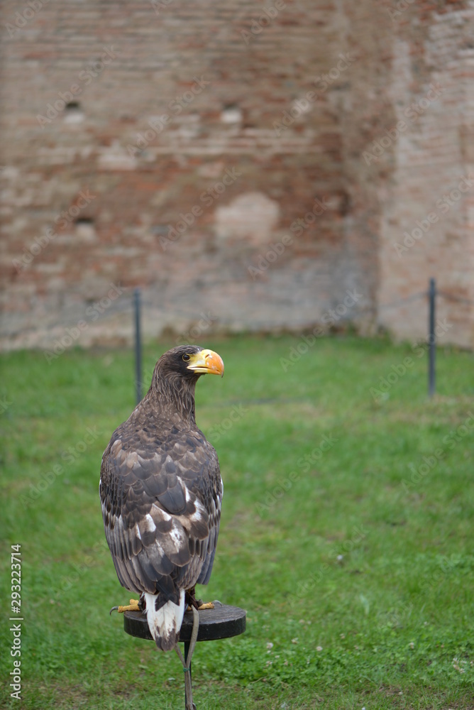 Fototapeta premium bird of prey