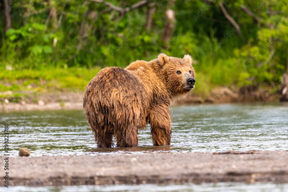 Ruling the landscape, brown bears of Kamchatka (Ursus arctos beringianus) Ruling the landscape, brown bears of Kamchatka (Ursus arctos beringianus)