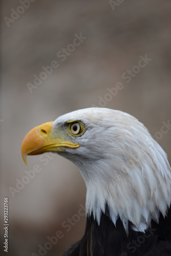 portrait of an eagle © Manuela