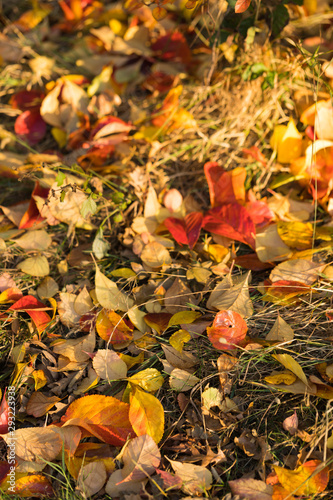 Autumn Colorful Foliage On Seasonal Grass Background At Bright Sunset. Top View. Fall Beautiful Leaves Сarpet Vibrant Scene. Wanderlust: Outside of Your Comfort Zone Is Where The Magic Really Happens.