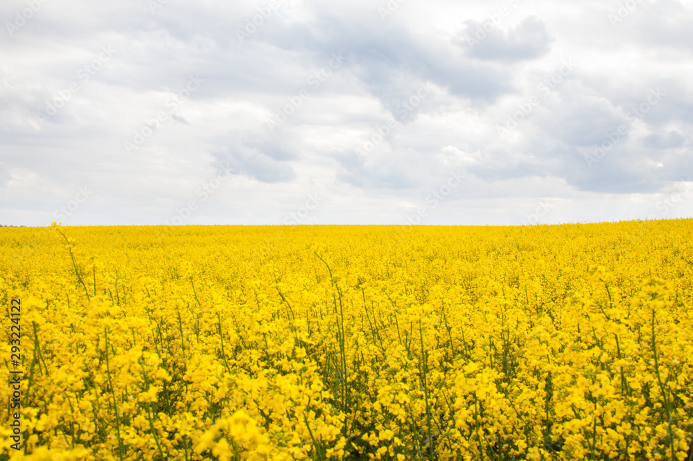 Blooming rapeseed (Brassica napus) field