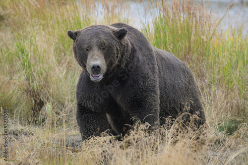 Nicht ungefährliches Aufeinandertreffen in de Wildnis Alaskas - großer männlicher Grizzlybär