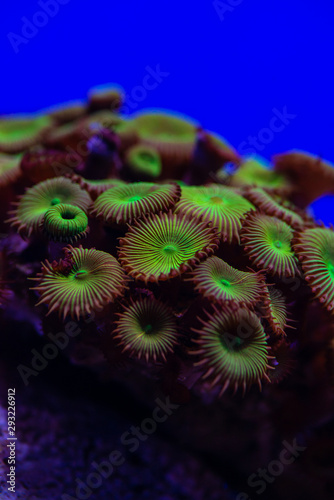 Pretty anemones in sea coral reef aquarium motion nature 