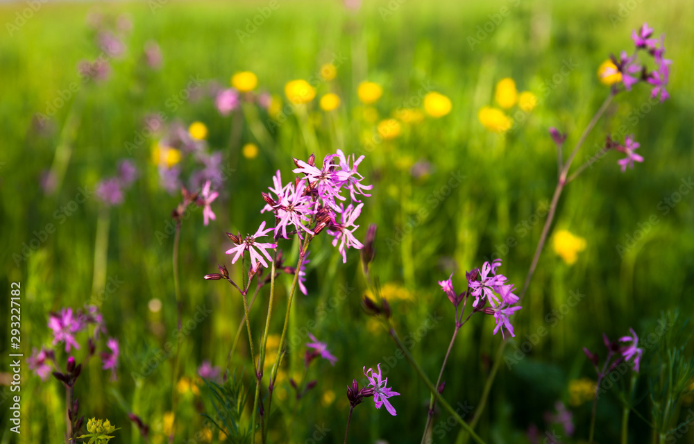 Ragged Robin (Lychnis flos-cuculi) Ragged Robin (Lychnis flos-cuculi)
