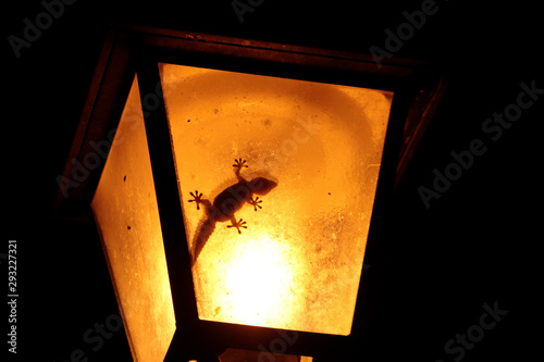 wall gecko in the lamp of Montecatini Val di Cecina, Italy, photo