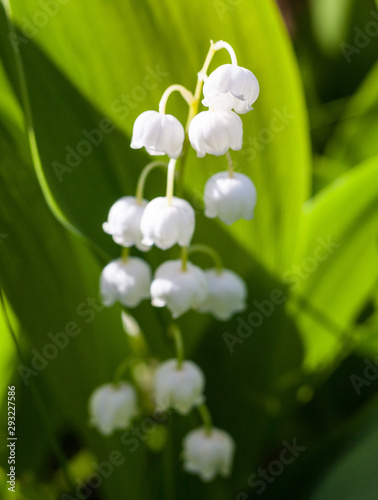 Lily of the valley (Convallaria majalis) flowers