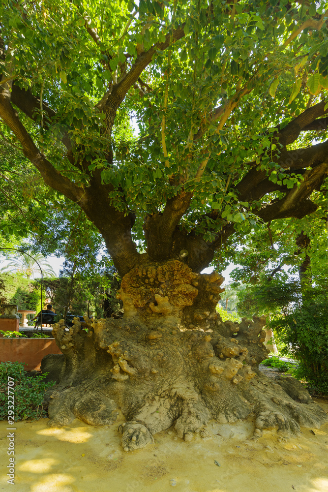 The extensive gardens of the Royal Alcázar. Wonderful tree. Seville, Andalusia, Spain The extensive gardens of the Royal Alcázar. Wonderful tree. Seville, Andalusia, Spain