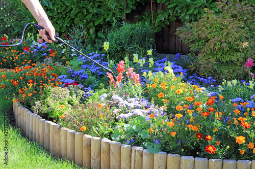 Fototapeta Naklejka Na Ścianę i Meble -  Spraying A Flower Border To Protect And Promote Growth.