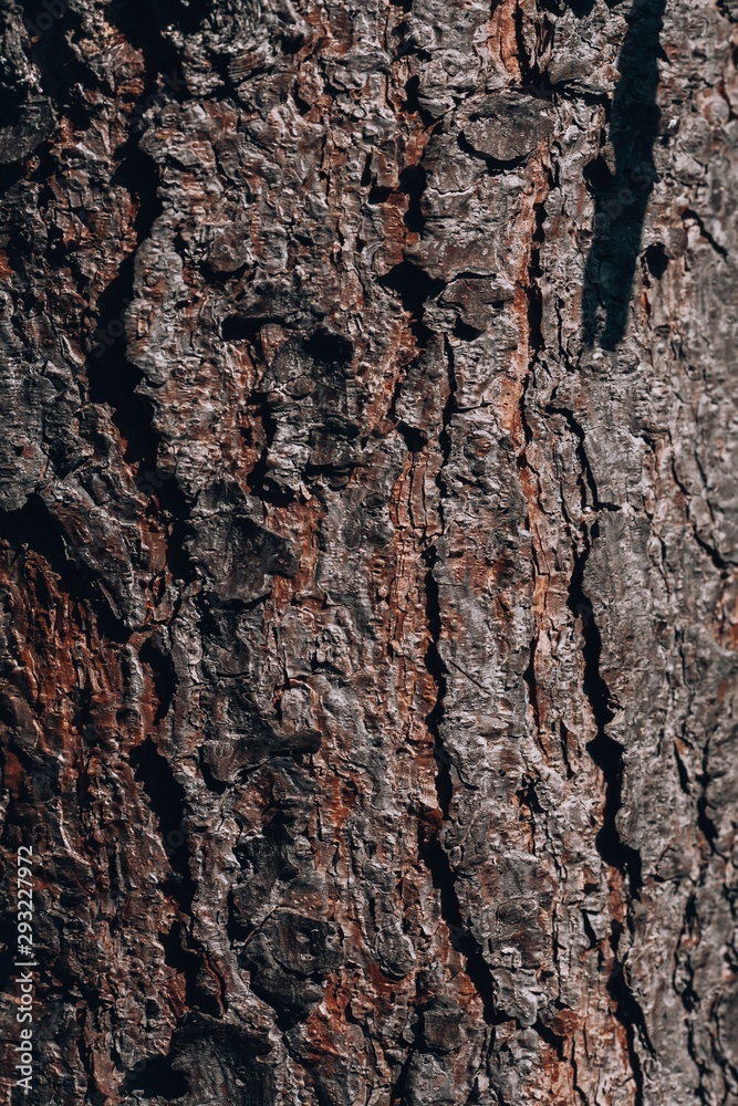 Pine bark. Texture of pine bark. Pine tree background with bark closeup. Pine bark. Texture of pine bark. Pine tree background with bark closeup.