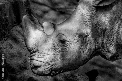  face of death, endangered rhino