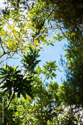 Sky covered with tree branch in a levada - Madeira, Portugal