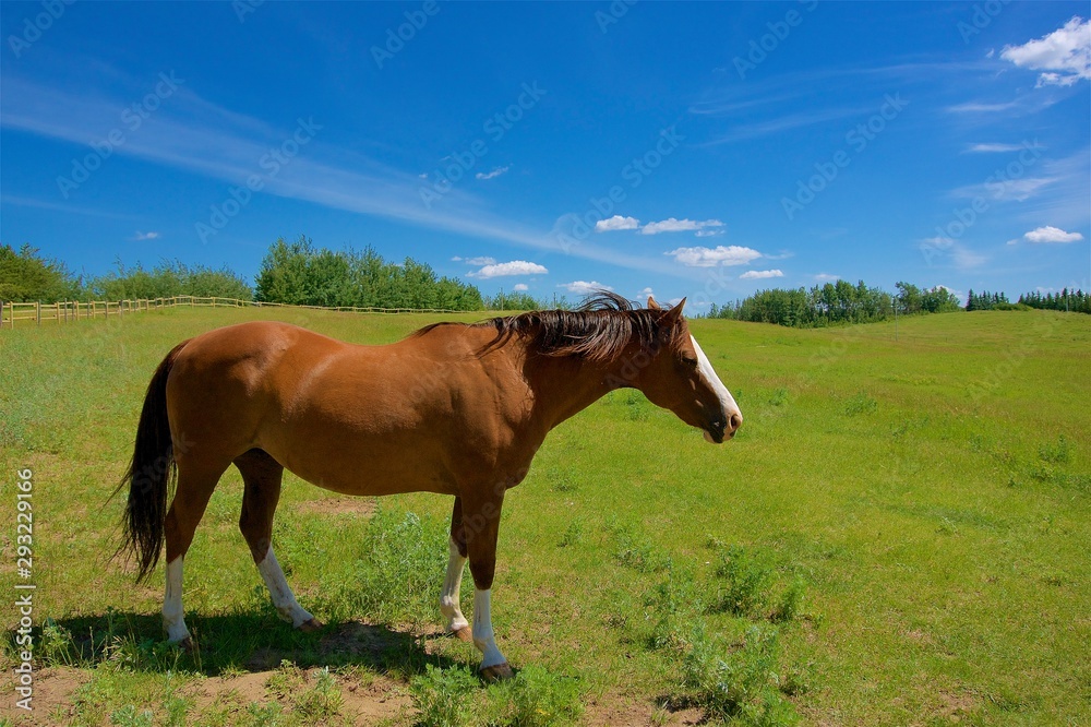 Horse in Pasture, Blue Sky