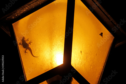 wall gecko in the lamp of Montecatini Val di Cecina, Italy, photo